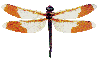 Gif de libelula