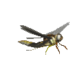 Gif de libelula