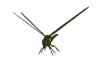 Gif de libelula