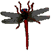 Gif de libelula