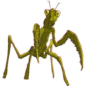 Gif de mantis religiosa