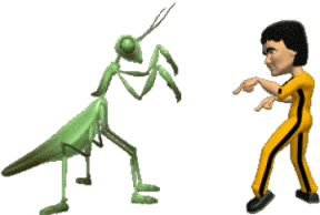 Gif de mantis religiosa