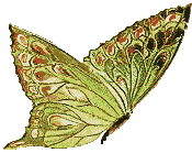 Gif de mariposa