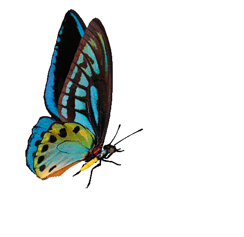 Gif de mariposa