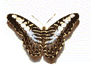 Gif de mariposa