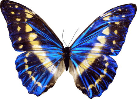 Gif de mariposa