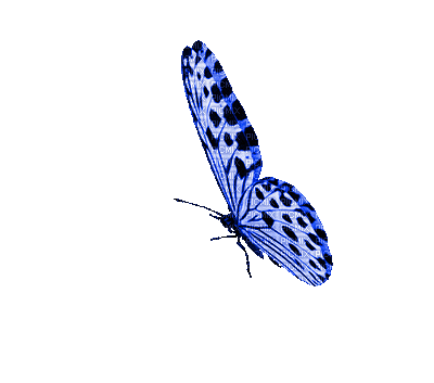 Gif de mariposa