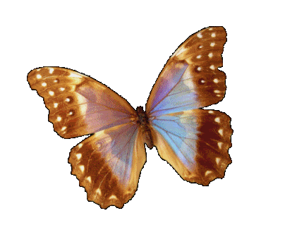 Gif de mariposa