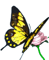 Gif de mariposa