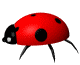 Gif de mariquita