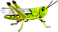 Gif de saltamontes