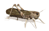 Gif de saltamontes