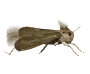 Gif de saltamontes