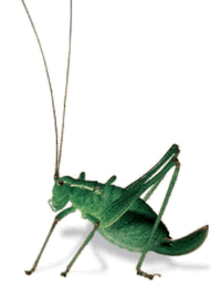 Gif de saltamontes