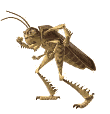 Gif de saltamontes