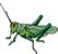 saltamontes