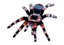 Gif de tarantula