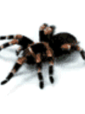 Gif de tarantula
