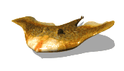 Mantarrayas