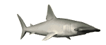 Martillo