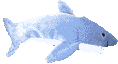 Tiburon