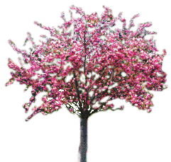 Arbol