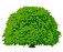 pequeño arbol