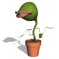 Carnivora animada