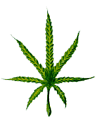 Hoja de marihuana