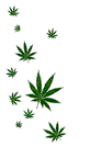 Hojas