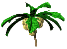 palmera