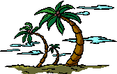 palmera