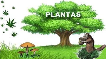 Plantas