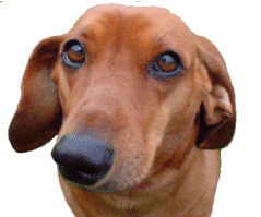 Gif perro riendose