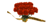 rosas