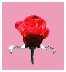 Gif rosa