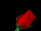 dia del amor