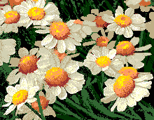Flores